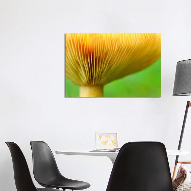 Fenugreek Milk Cap Bottom Of Fenugreek Milkcap Cap, Haute-Savoie, France by Andre Gilden - Wrapped Canvas Print Metro Lane Size: 66.04cm H x 101.6cm W on Productcaster.