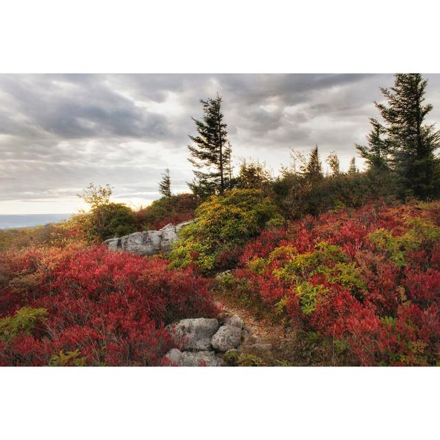 Highland Trail by Danny Head - Wrapped Canvas Print Ebern Designs Size: 61cm H x 91cm W on Productcaster.