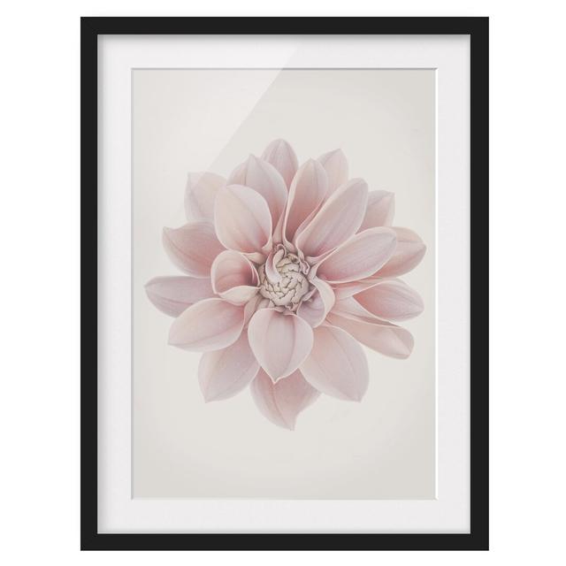 Dahlia Flower Pastel White Pink - Picture Frame Graphic Art Ebern Designs Frame Option: Black Framed, Size: 55cm H x 40cm W x 2cm D on Productcaster.