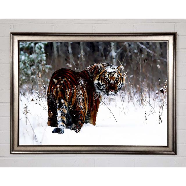 Tiger In The Snow - Print Ebern Designs Size: 42cm H x 59.7cm W x 1.5cm D, Format: Matte Black Framed Paper on Productcaster.