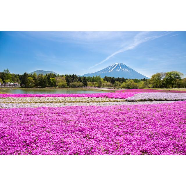 Litton Field of Pink Moss - Wrapped Canvas Photograph Latitude Run Size: 30cm H x 46cm W x 3.8cm D on Productcaster.