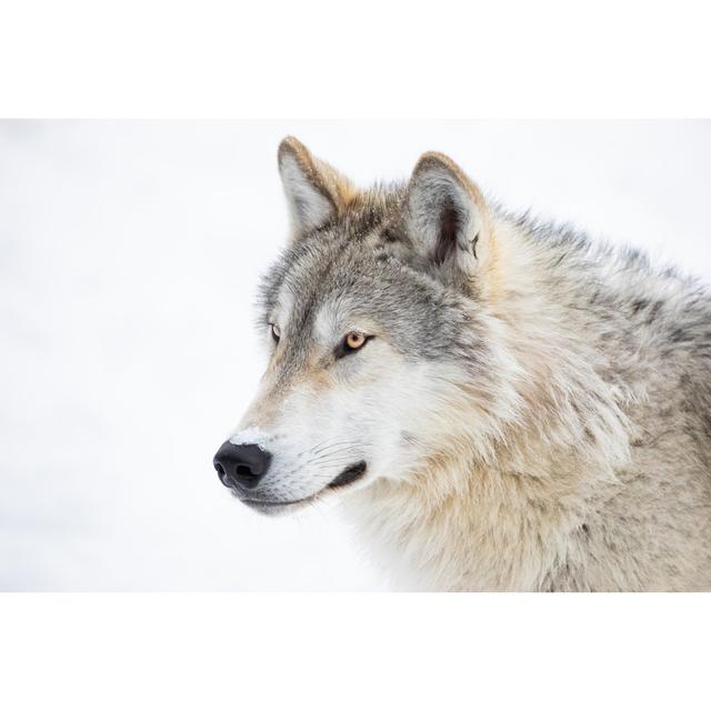 Grey Wolf by Kencanning - Wrapped Canvas Art Prints Alpen Home Size: 81cm H x 122cm W x 3.8cm D on Productcaster.