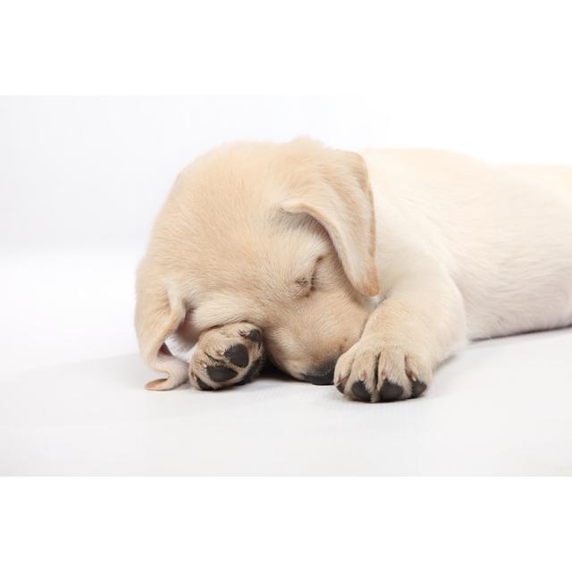 Tired Labrador Puppy On White Background Ebern Designs Size: 20cm H x 30cm W on Productcaster.