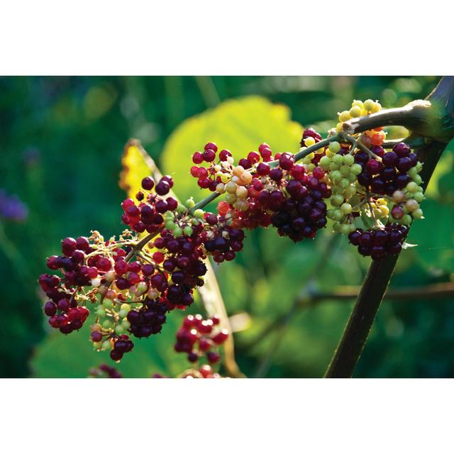 Grapes On The Vine - Wrapped Canvas Print 17 Stories Size: 51cm H x 76cm W x 3.8cm D on Productcaster.