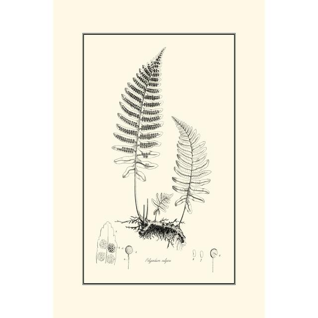 Fern II by Curtis - Wrapped Canvas Print 17 Stories Size: 46cm H x 30cm W on Productcaster.