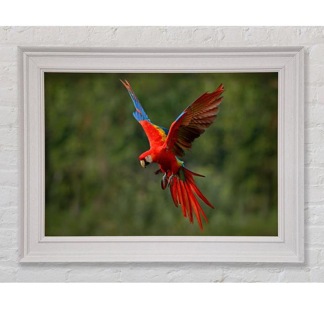 Red Mccaw In Flight - Single Picture Frame Art Prints 17 Stories Size: 29.7cm H x 42cm W x 8cm on Productcaster.