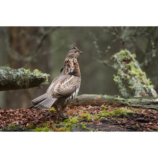 Quiet Forest by R_Koopmans - No Frame Print on Canvas Alpen Home Size: 51cm H x 76cm W on Productcaster.