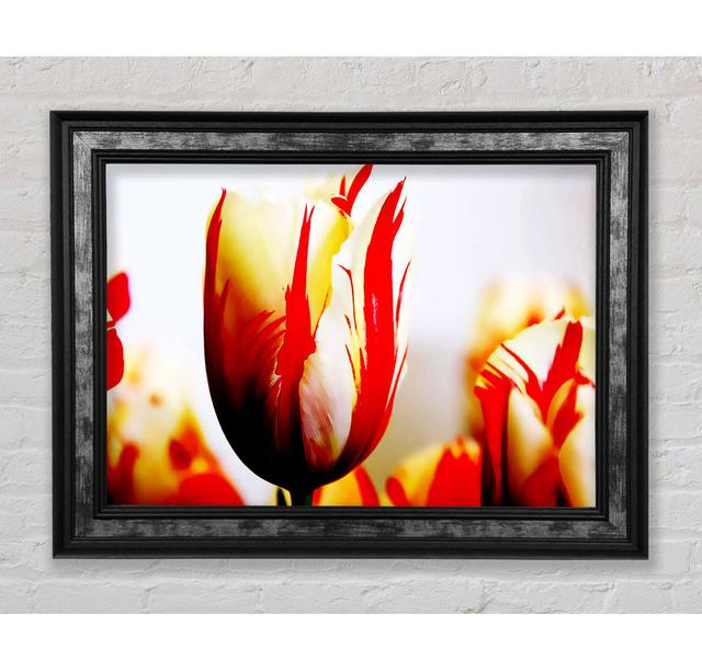 Tulip Heads - Single Picture Frame Art Prints Bright Star Size: 29.7cm H x 42cm W x 8cm D on Productcaster.