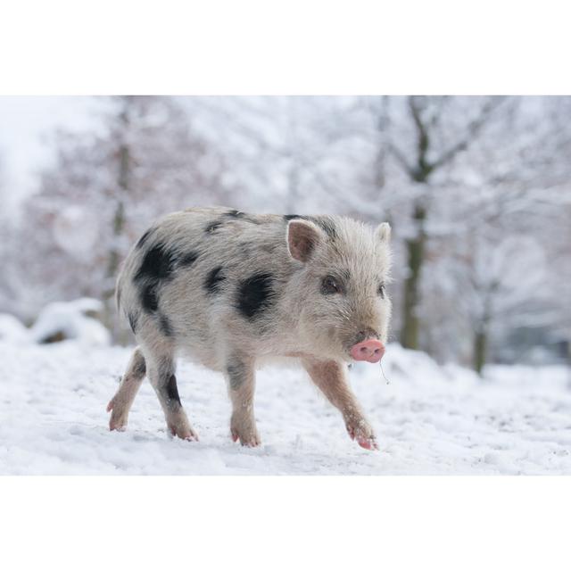 Ewell Piglet In Snowy Forest - Wrapped Canvas Print Alpen Home Size: 30cm H x 46cm W x 3.8cm D on Productcaster.