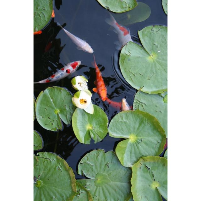 Water Lily with Koi - Wrapped Canvas Photograph Bay Isle Home Size: 122cm H x 81cm W 3.8cm D on Productcaster.