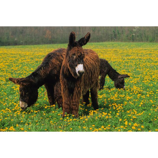 Donkeys In Meadow by Dmaroscar - Wrapped Canvas Print Brambly Cottage Size: 20cm H x 30cm W on Productcaster.