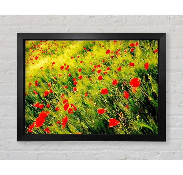 Wild Poppy Field - Single Picture Frame Art Prints Bright Star Size: 59.7cm H x 84.1cm W on Productcaster.