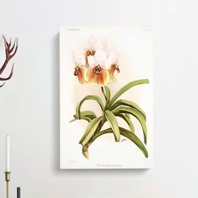 Magnolia Flowers Illustration Tab.62 by Frederick Sander - Wrapped Canvas Painting Print East Urban Home Size: 60cm H x 40cm W x 3cm D on Productcaster.