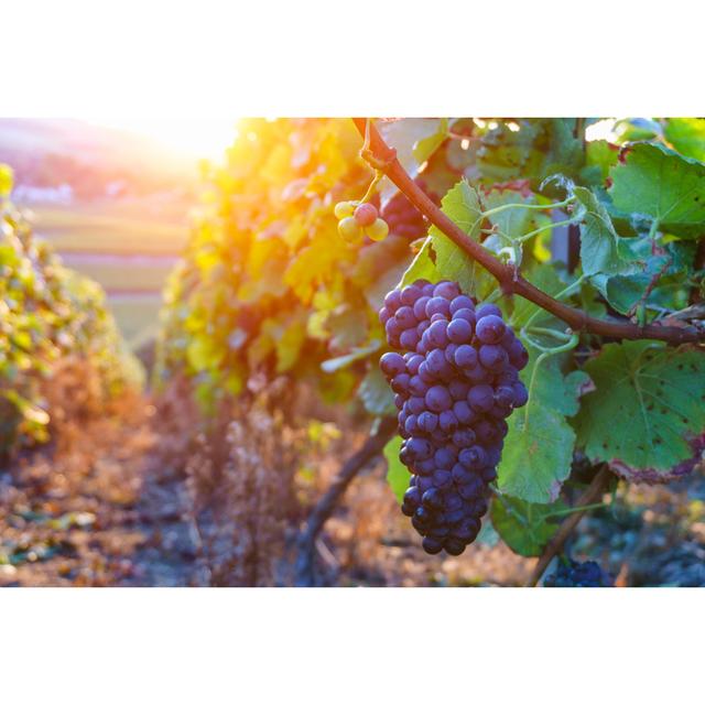 Vine Grapes in Champagne Region in Autumn Harvest - Wrapped Canvas Photograph Ebern Designs Size: 61cm H x 91cm W on Productcaster.