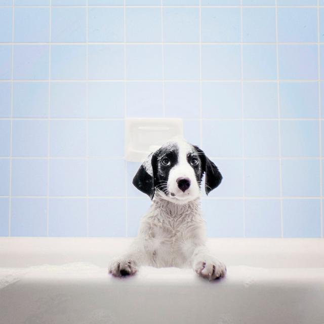 Puppy In Bathtub by Stevecoleimages - No Frame Print on Canvas 17 Stories Size: 76cm H x 76cm W on Productcaster.