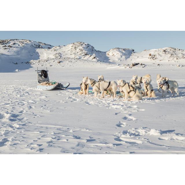 Greenland Dogs and Sled by Ruby Rascal - Wrapped Canvas Photograph 17 Stories Size: 20cm H x 30cm W on Productcaster.