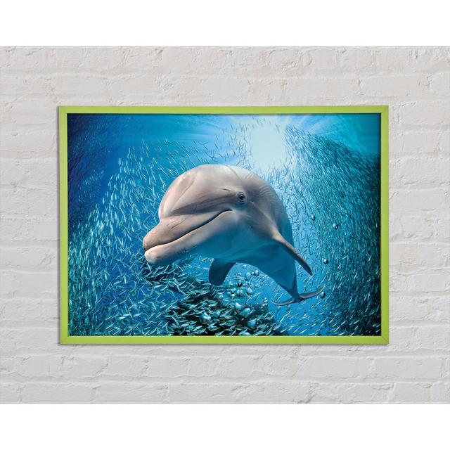 Dolphin Dinner Time - Single Picture Frame Art Prints Highland Dunes Size: 29.7cm H x 42cm W x 2cm D on Productcaster.