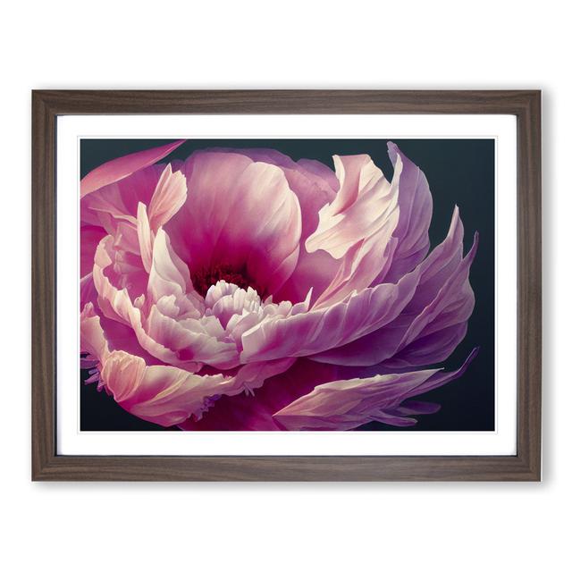 Bedazzled Peony Flower - Picture Frame Graphic Art Fairmont Park Size: 34cm H x 46cm W x 2cm D, Frame Colour: Walnut Frame on Productcaster.