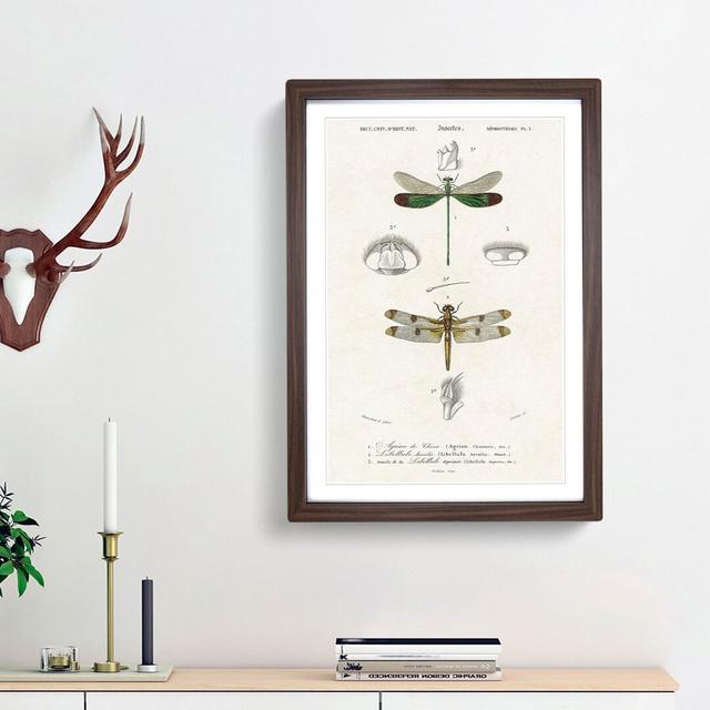 Dragonfly Illustrations PL. L by Charles d' Orbigny - Picture Frame Painting Print on MDF East Urban Home Size: 36cm H x 27cm W x 2cm D, Frame Option: on Productcaster.