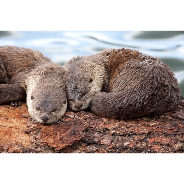 River Otter Sleep by Milehightraveler - Wrapped Canvas Print 17 Stories Size: 81cm H x 122cm W x 3.8cm D on Productcaster.