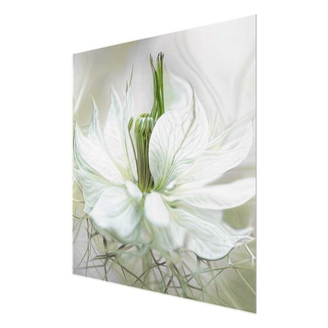 'White Nigella' Photograph on Glass East Urban Home Size: 50 cm H x 50 cm W on Productcaster.