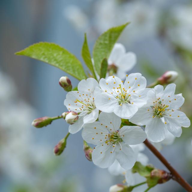 White Cherry Flowers Latitude Run Size: 76cm H x 76cm W 3.8cm D on Productcaster.