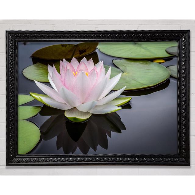 Pond Plant Floating On The Lake - Print Brayden Studio Size: 100cm H x 141.4cm W on Productcaster.