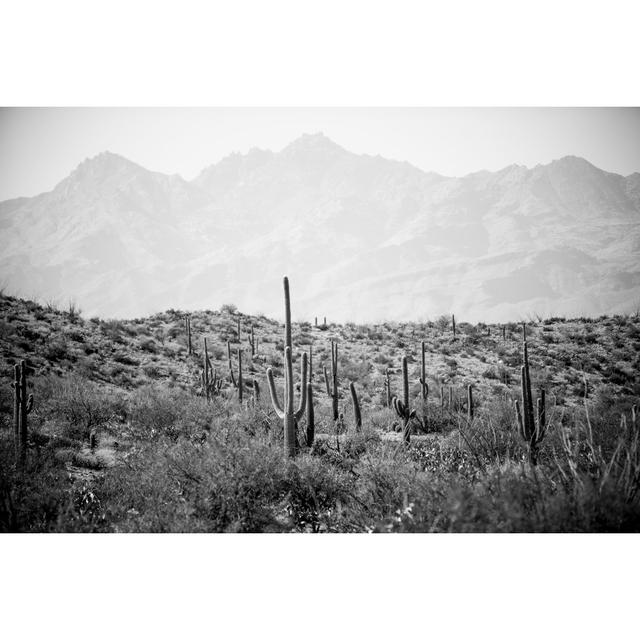 Saguaro Cactus Land by Avatar Knowmad - Wrapped Canvas Photograph Natur Pur Size: 30cm H x 46cm W x 3.8cm D on Productcaster.