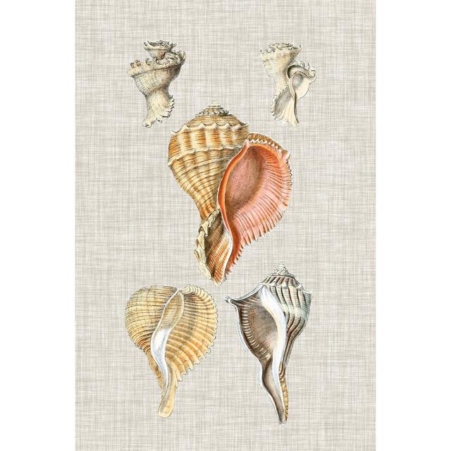 Antique Shells On Linen VI Highland Dunes Size: 76cm H x 51cm W on Productcaster.