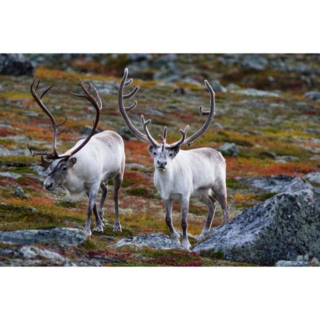 Reindeer Antlers by Paulanthonywilson - Wrapped Canvas Print Alpen Home Size: 81cm H x 122cm W x 3.8cm D on Productcaster.