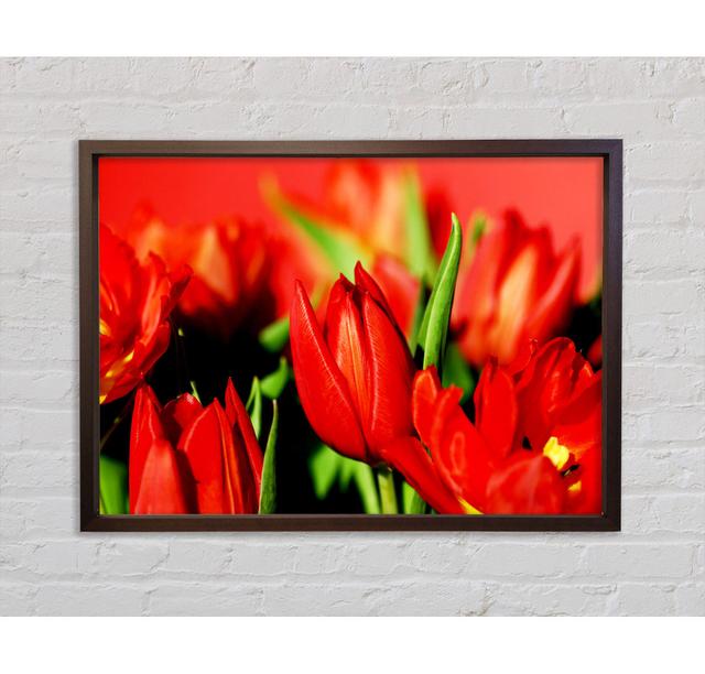 Tulpen im Sonnenlicht - Einzelne Bilderrahmen Kunstdrucke auf Leinwand Bright Star Größe: 84,1 cm H x 118,9 cm B on Productcaster.