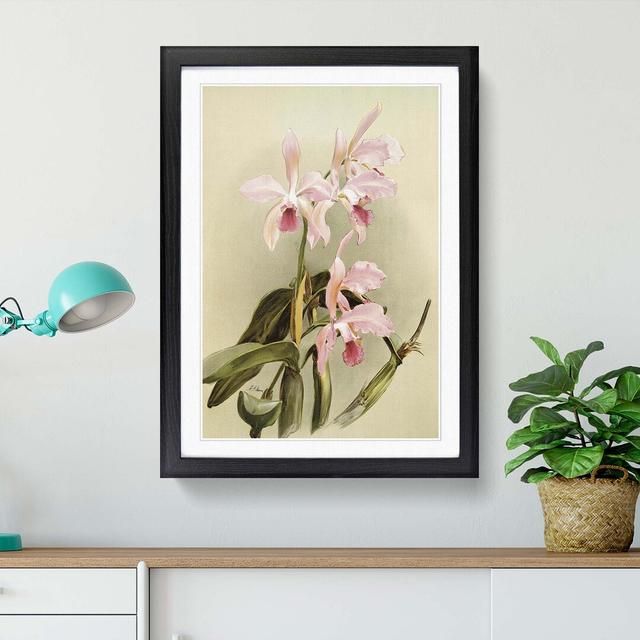 Magnolia Flowers Illustration Tab. 85 by Frederick Sander - Picture Frame Painting Print East Urban Home Size: 60cm H x 40cm W x 2cm D, Frame Option: on Productcaster.