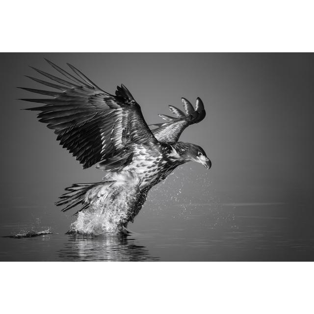 White-Tailed Eagle by Dgwildlife - Wrapped Canvas Print 17 Stories Size: 61cm H x 91cm W x 3.8cm D on Productcaster.