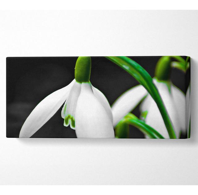 Snowdrop Flower - Wrapped Canvas Art Prints Ebern Designs Size: 50.8cm H x 121.9cm W x 10cm D on Productcaster.