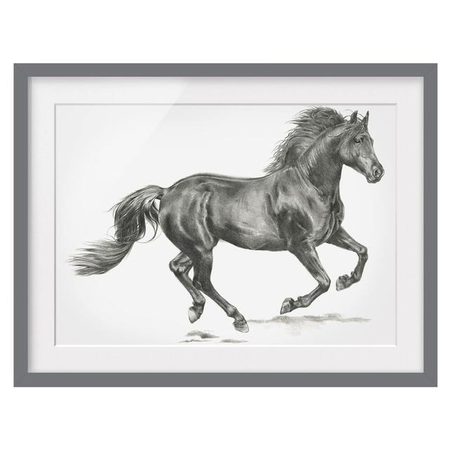 Wild Horse Study - Stallion - Picture Frame Painting Union Rustic Frame Option: Grey Framed, Size: 30cm H x 40cm W x 2cm D on Productcaster.