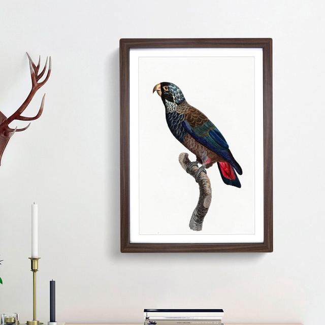 Bronze Winged Parrot by F. Levaillant - Picture Frame Graphic Art Print East Urban Home Size: 65cm H x 48cm W x 2cm D, Frame Option: Walnut Framed on Productcaster.