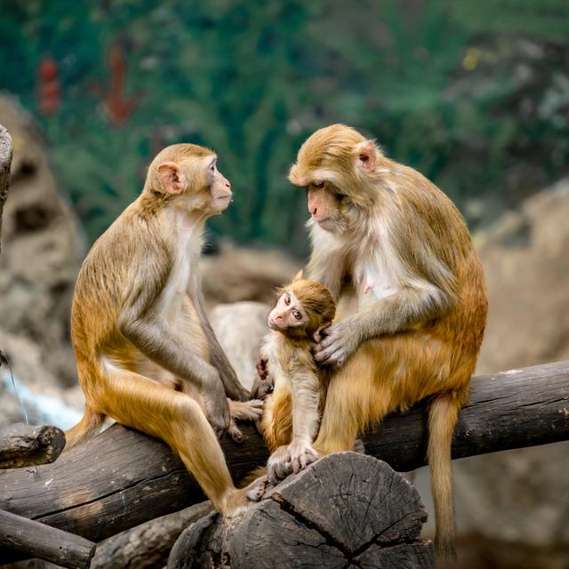 Monkey Sitting On Branch by Santagig - Wrapped Canvas Photograph World Menagerie Size: 76cm H x 76cm W on Productcaster.