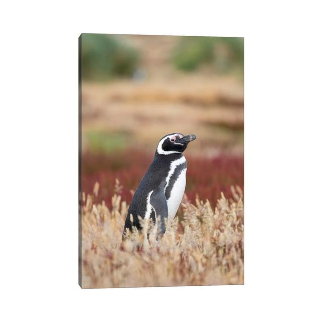 Magellanic Penguin, Falkland Islands. by Martin Zwick - Wrapped Canvas Photograph Latitude Run Size: 152.4cm H x 101.6cm W x 3.81cm D on Productcaster.