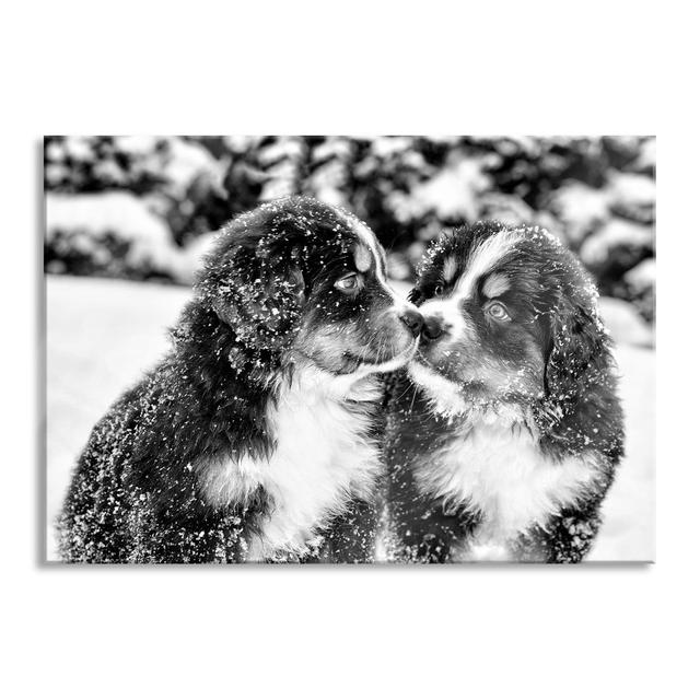 Bernese Mountain Dog Puppies - No Frame Print on Glass 17 Stories Colour: Black/White, Size: 80cm H x 60cm W x 0.4cm D on Productcaster.