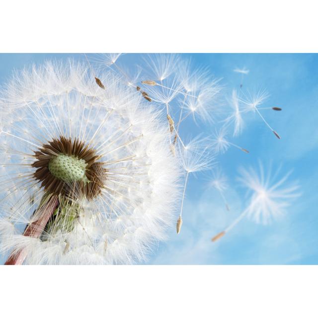 Dandelion Clock Dispersing Seed by BrianAJackson - Wrapped Canvas Print Ebern Designs Size: 61cm H x 91cm W x 3.8cm D on Productcaster.