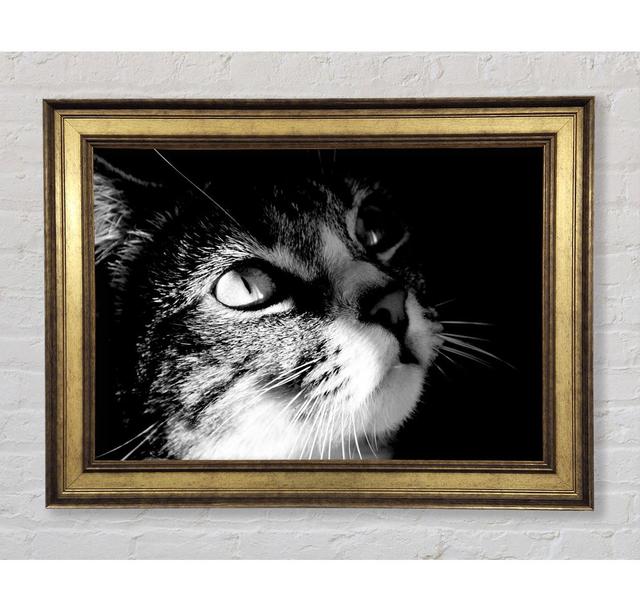 Cat Love Framed Print Bright Star Size: 21cm H x 42cm W x 8cm D on Productcaster.