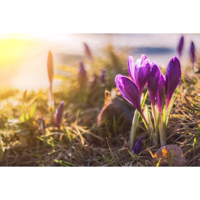 Crocuses in Early Spring by K_Kalinina - Wrapped Canvas Photograph 17 Stories Size: 30cm H x 46cm W on Productcaster.