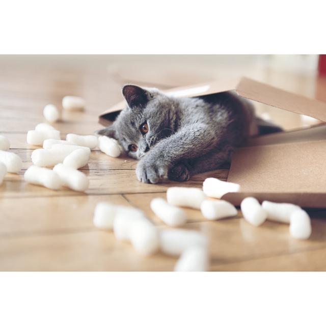 Kitten Playing With Packing Peanuts by Lisegagne - No Frame Art Prints on Canvas 17 Stories Size: 30cm H x 46cm W on Productcaster.