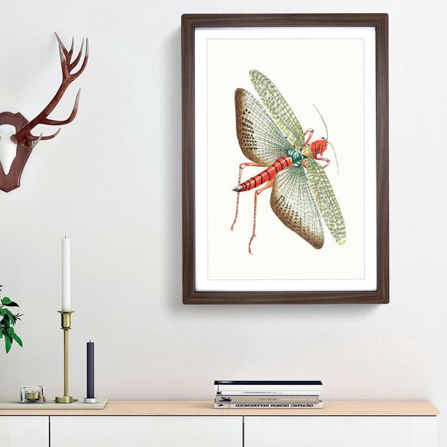 Egyptian Locust by George Shaw - Picture Frame Painting Print East Urban Home Frame Option: Walnut Framed, Size: 36cm H x 27cm W x 2cm D on Productcaster.