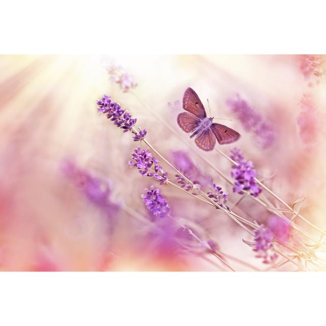 Calverton Butterfly by PhotoIris2021 - Print Brambly Cottage Size: 81cm H x 122cm W x 3.8cm D on Productcaster.