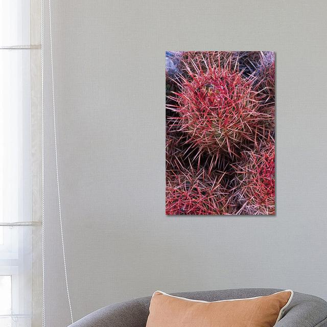 Cotton-Top Cactus Detail, Death Valley National Park, California by Tim Fitzharris - Wrapped Canvas Print Latitude Run Size: 66.04cm H x 45.72cm W x 3 on Productcaster.