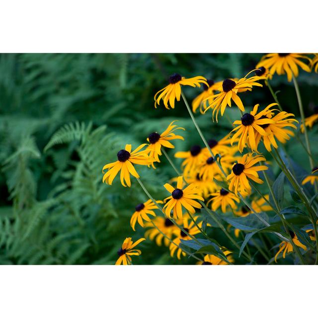 Black-Eyed Susans - Wrapped Canvas Photograph 17 Stories Size: 20cm H x 30cm W x 3.8cm D on Productcaster.