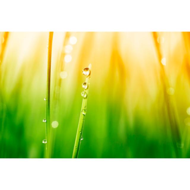 Morning Dew On Blades Of Grass by Sbayram - No Frame Print on Canvas Latitude Run Size: 61cm H x 91cm W on Productcaster.