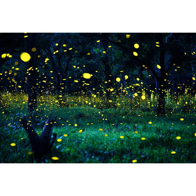 Fradulf Firefly Flying In The Forest - Print 17 Stories Size: 51cm H x 76cm W x 3.8cm D on Productcaster.