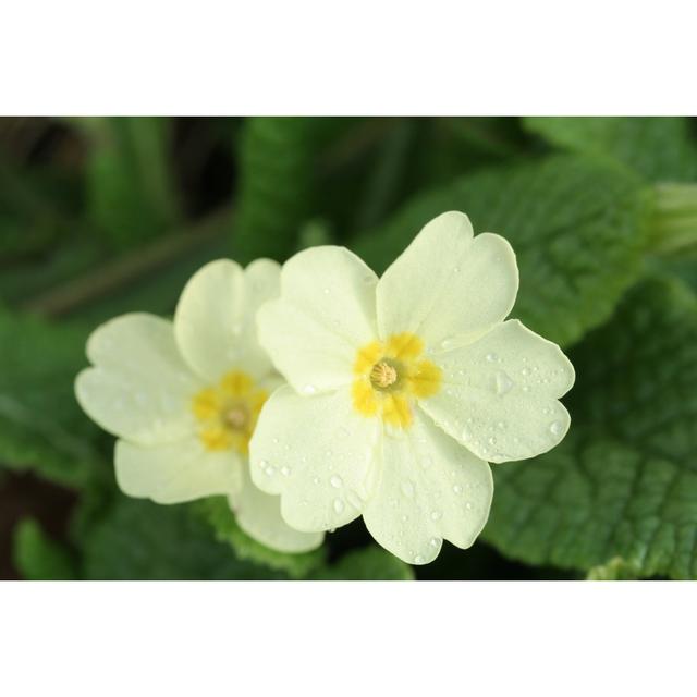 Naturallised Primroses by Hmproudlove - Print ClassicLiving Size: 30cm H x 46cm W on Productcaster.